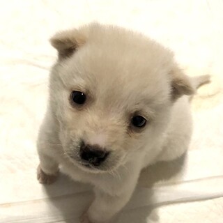 保健所からレスキュー♂愛くるしい、こはく君