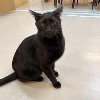 【里親募集】運動神経バツグンのリンクくん