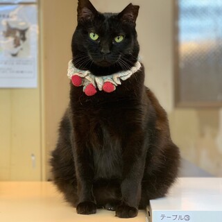 【里親募集】モナ♀ 推定4歳