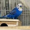 里親様決定！セキセイインコ☆ルルくん！