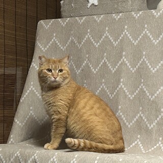 まる顔ふわモコ!!　大人しい茶トラの女の子