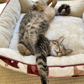 ひが君　2歳　雄　キジトラ　猫好き　エイズキャリア