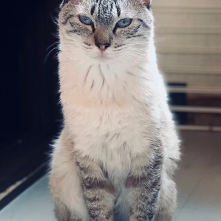 【里親募集】ドラミ♀ 推定8歳