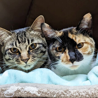 遊ぶの大好き！元気いっぱい兄妹猫さん