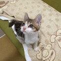 多頭飼育崩壊からのレスキュー子猫です