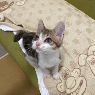多頭飼育崩壊からのレスキュー子猫です