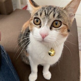 人見知りゼロの三毛ちゃん