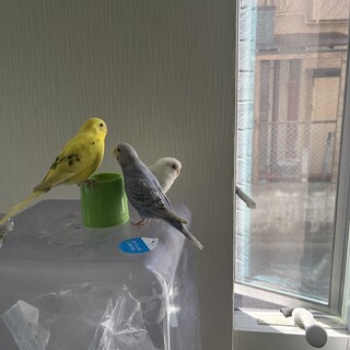 手乗りセキセイインコ3羽