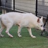 ホワイトシェパード里親募集 サムネイル2