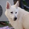ホワイトシェパード里親募集 サムネイル3