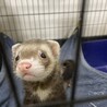 里親募集です サムネイル2