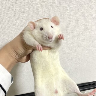 ハスキーダンボーファンシラット里親募集〜