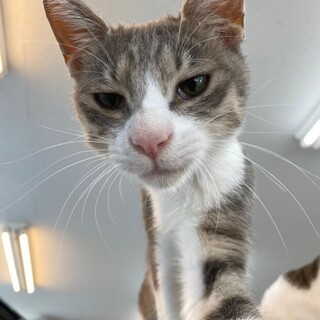 【保護猫】セイ推定1歳♂サバトラ