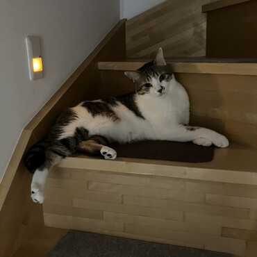 むぎ君、猫同士では迷惑がられてもシャーされても全く気にせずグイグイ行くけど、人に対してはビビりが未だ抜けず撫でてほしいけど逃げ腰。不意打ちの爪切りも極たまにだし、ノミダニの薬付けもたまに。病院だってワクチンくらいしか行ってないのに、なんで？？