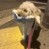 イルカと散歩