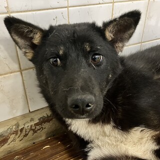 殺処分対象！23日までが期限となります！