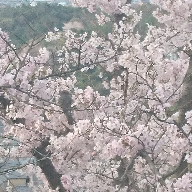 Deoxyのカバー写真