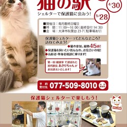 猫の駅～ラブピーキャット譲渡会～