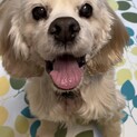 アメリカンコッカースパニエル　エリーちゃん
