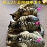 ぽっちゃり可愛い三姉妹♪くろちゃん10カ月です。 サムネイル3