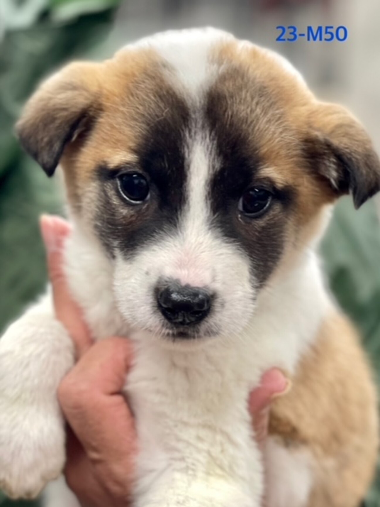 23-M50とても利口な」大阪府 - 犬の里親募集(451133) :: ペットの