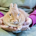 ネザーランド兎里親募集