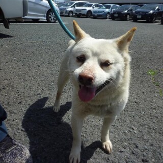 小ぶりな白柴系ミックス犬人なつっこいです。