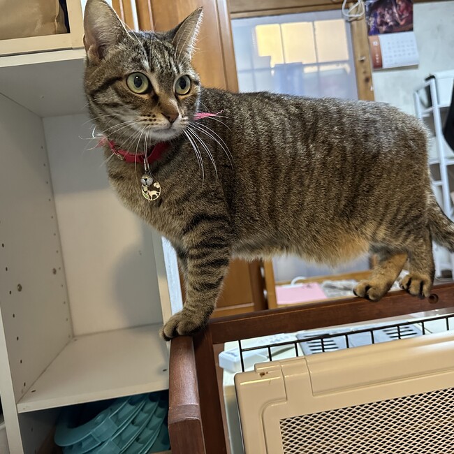 mame0620のカバー写真