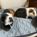 モルモットの里親募集中