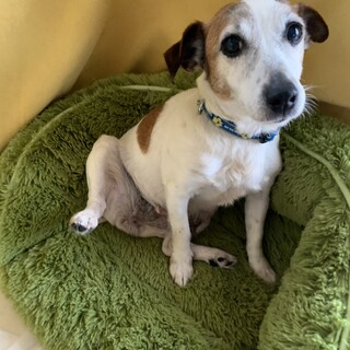 ジャックラッセルの女の子