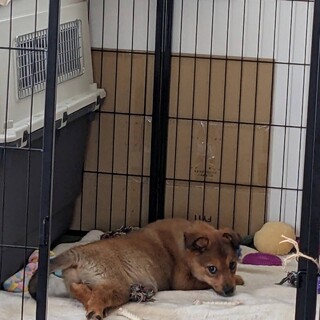 お転婆ガールワコちゃん@三浦市