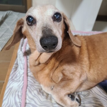 ひな今年の２月で16歳になりました