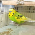 里親様決定！セキセイインコ☆ララくん！