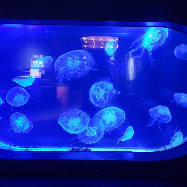 Siooのカバー写真