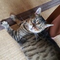 素敵なご縁がありますように【高齢猫キジトラ】