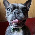 フレンチブルドッグくま子の里親さん募集中！