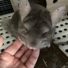 ゆだいん