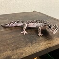 レオパ(スーパーマックスノー)をお譲りします。