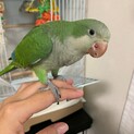オキナインコの男の子の里親さま募集です