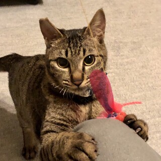 １才オスのさんちゃん