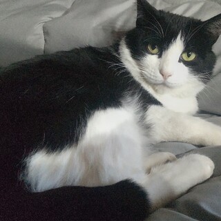 【タキシード成猫♂】単頭飼いで募集します！