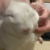 taiU