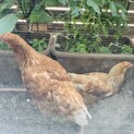 鶏2羽♀の里親募集