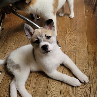 生後２.5ヶ月　イブくん⭐♂️