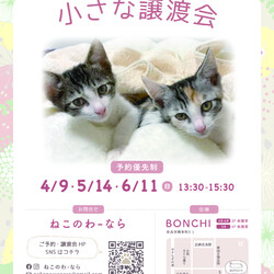 ねこのわ-なら 保護猫 小さな譲渡会