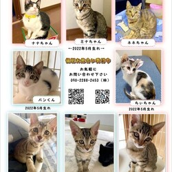 ねこのわ-なら 保護猫 小さな譲渡会 サムネイル2