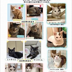 ねこのわ-なら 保護猫 小さな譲渡会 サムネイル3