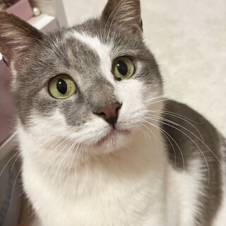 【トライアル決定】現場猫似のスリゴロ男子