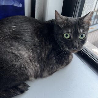 【お見合い随時】小柄ブラックスモーク★人馴れ修行中