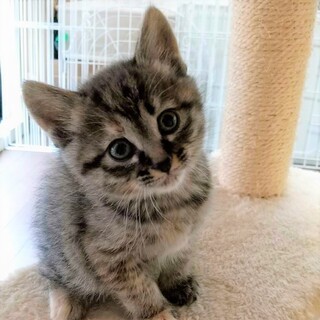 短い尻尾がキュートなびびりさん☆アモちゃん